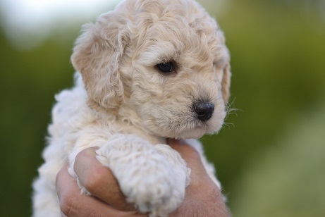 Labradoodle puppy lives in Massachusetts now